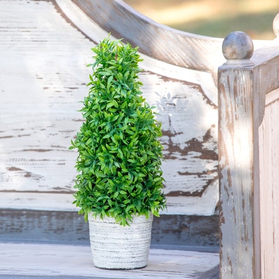 Park Hill Mountain Savory Cone Topiary