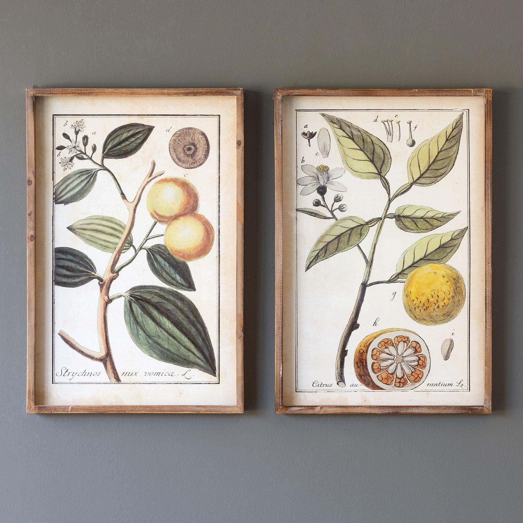 Les Citrus Letter Paper, Custom Stationery, Paper Set, Citrus Letter Paper, Botanical Painting, Correspondence hotsell