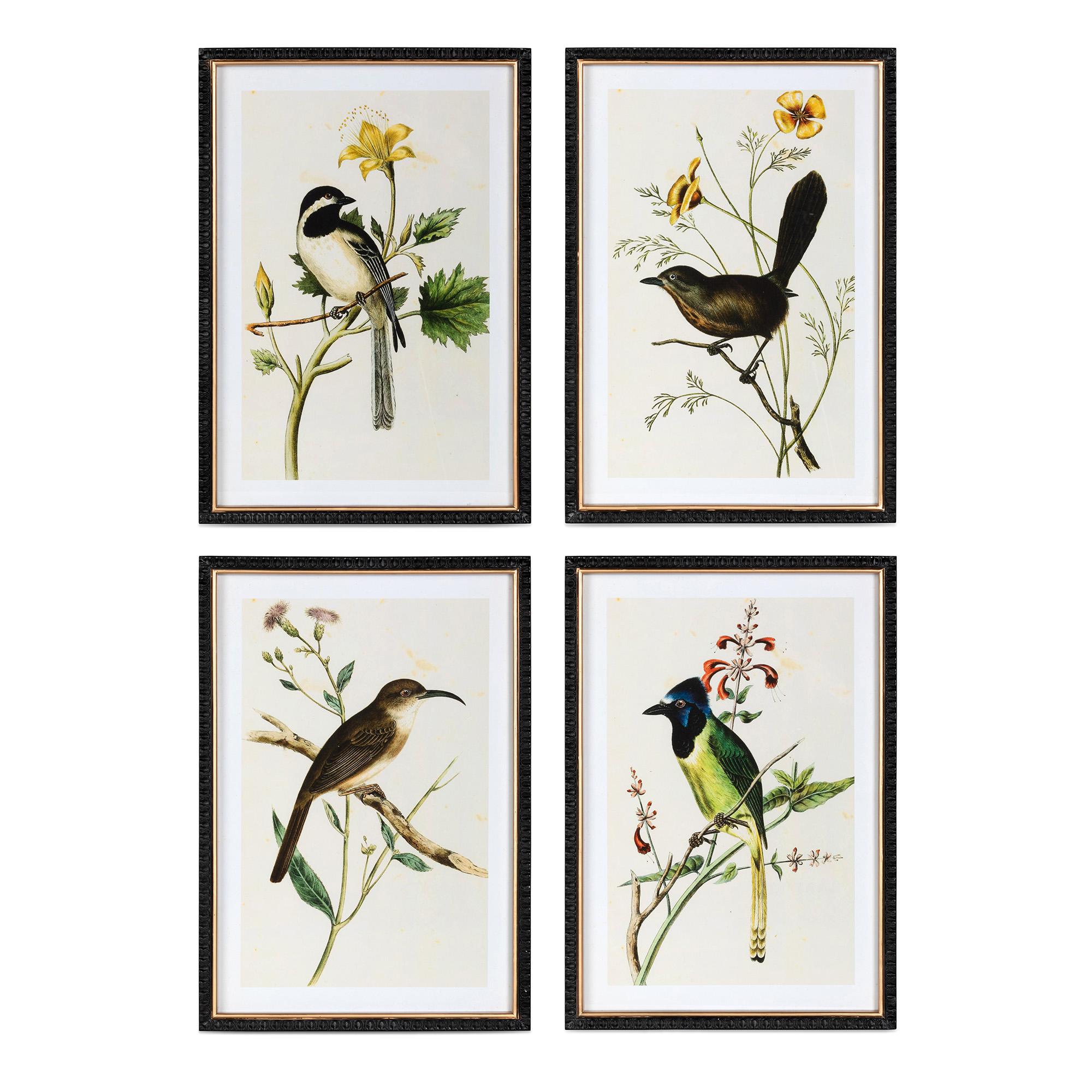 Lot 4 Thomas Sasser Bird Prints popular Macaw Snowy Egret Owl And Goldfinch 8x10 Art